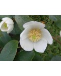 Magnolia laevifolia Гейлс Фейворіт квіти 